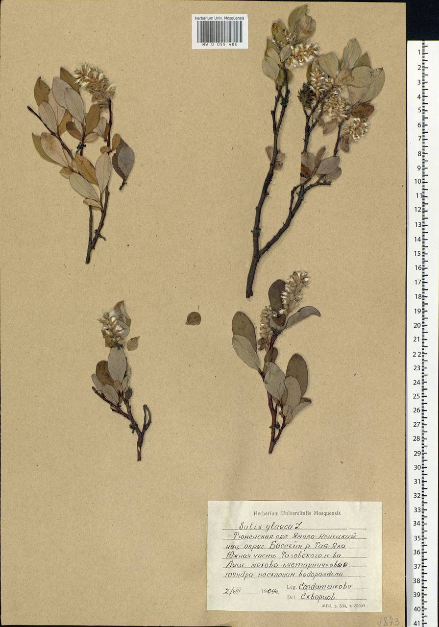 Salix glauca L., Siberia, Western Siberia (S1) (Russia)