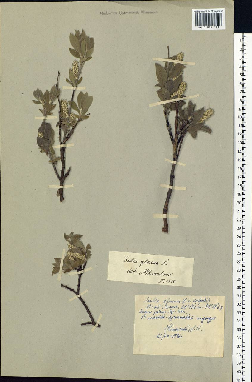 Salix glauca L., Siberia, Western Siberia (S1) (Russia)