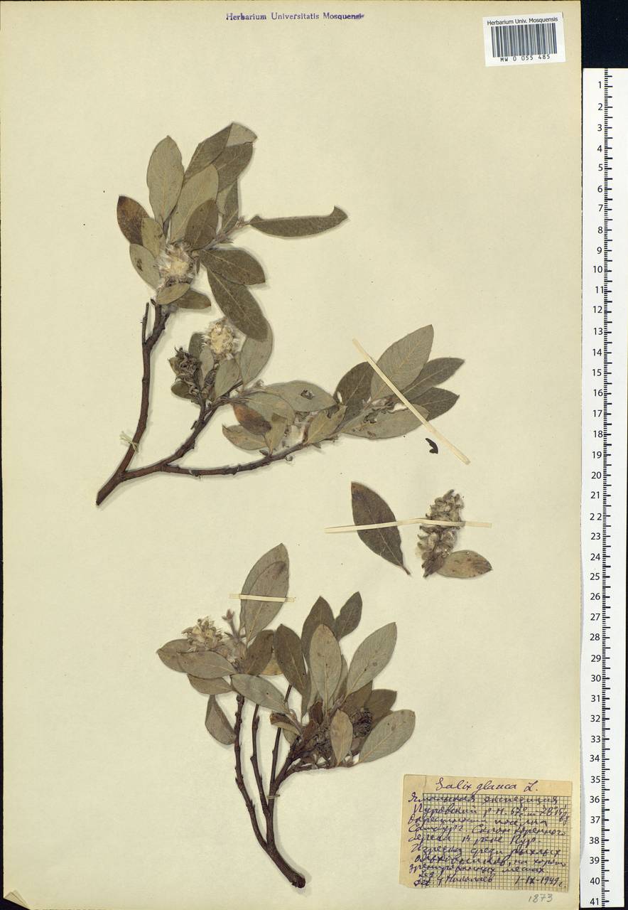 Salix glauca L., Siberia, Western Siberia (S1) (Russia)