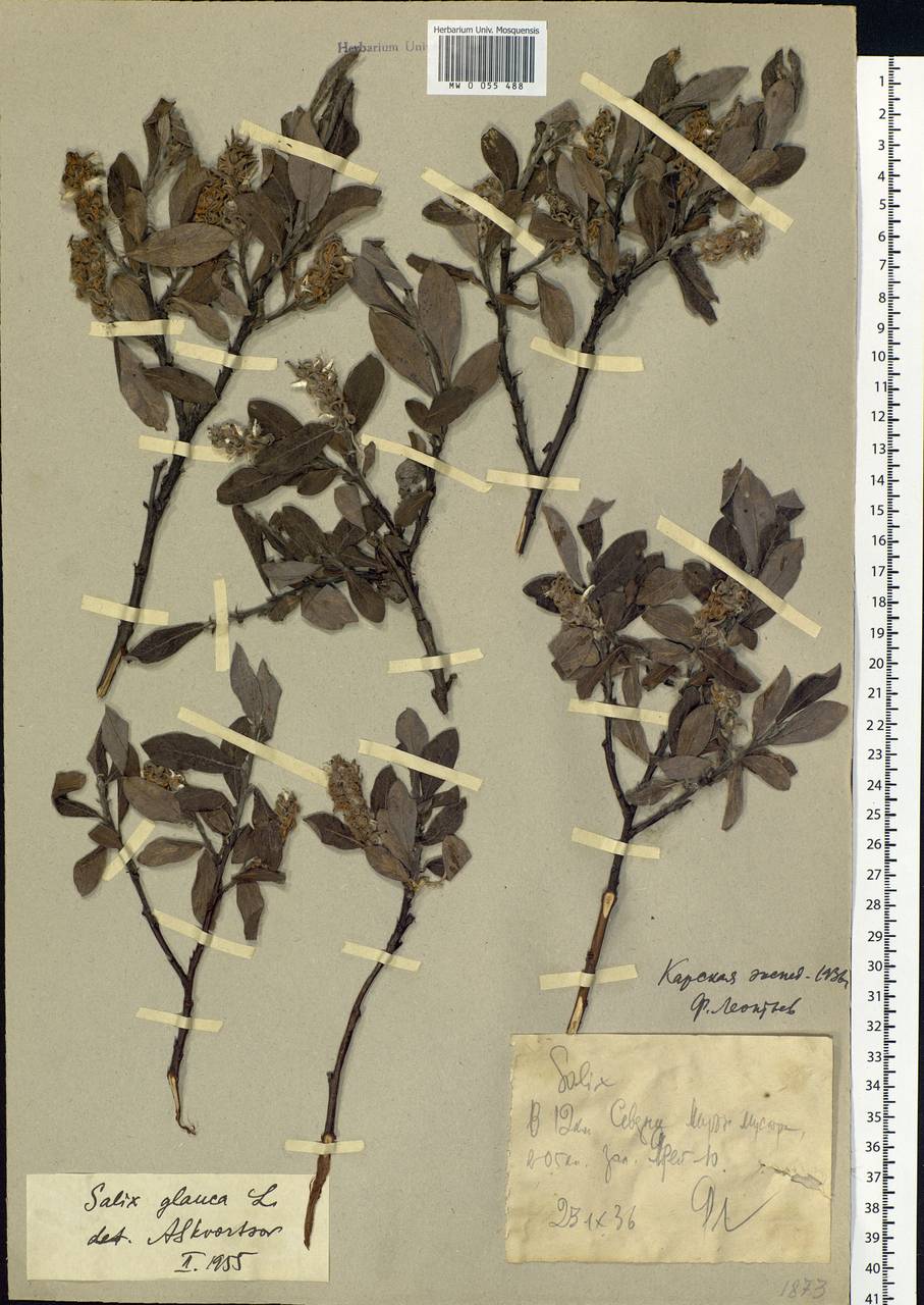 Salix glauca L., Siberia, Western Siberia (S1) (Russia)