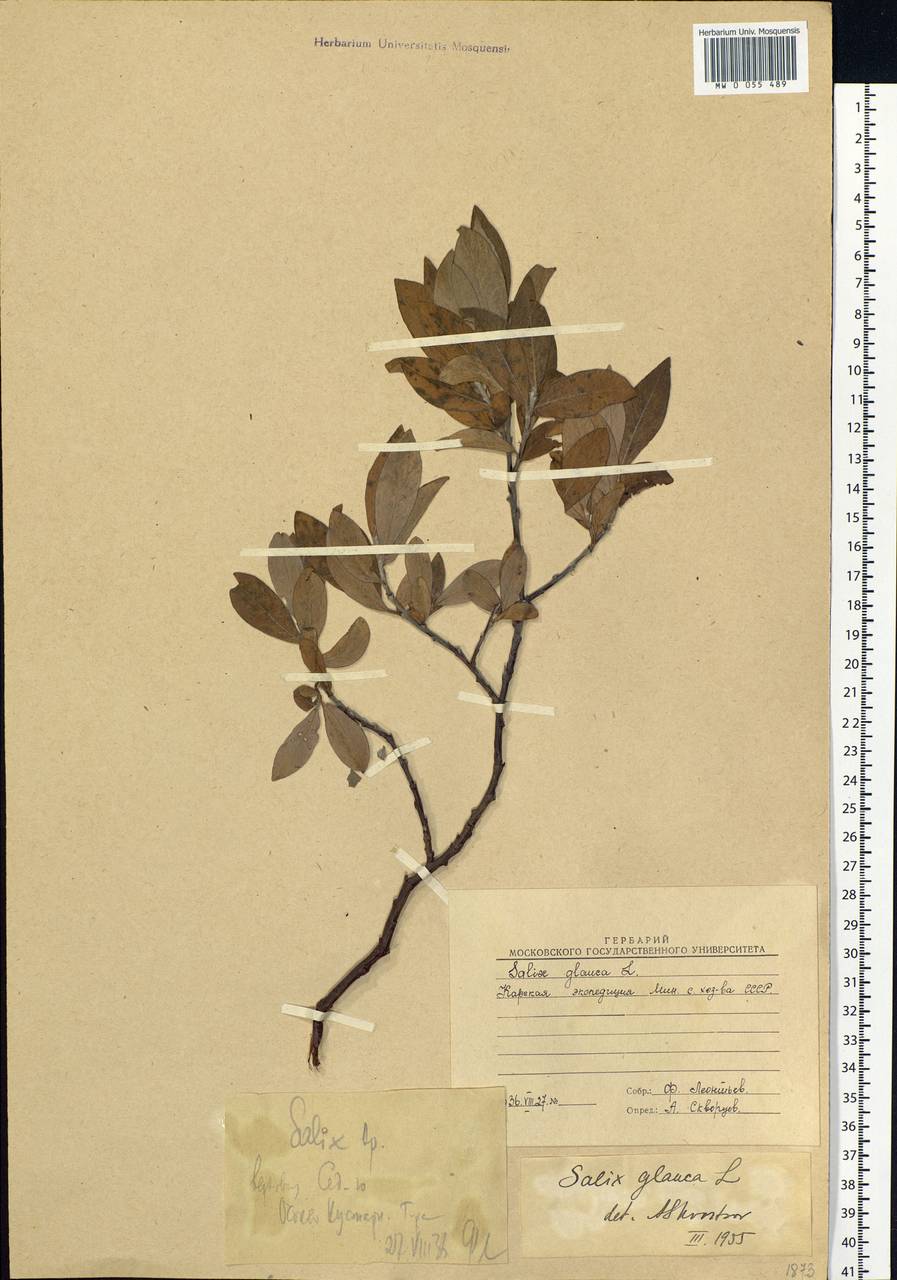 Salix glauca L., Siberia, Western Siberia (S1) (Russia)