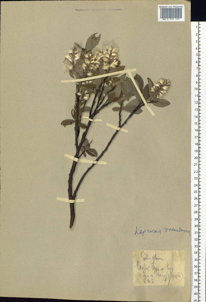 Salix glauca L., Siberia, Western Siberia (S1) (Russia)