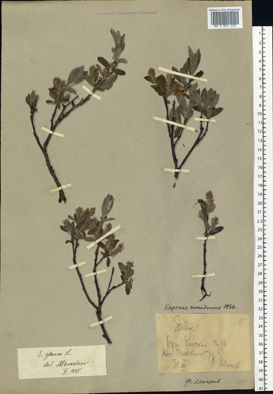 Salix glauca L., Siberia, Western Siberia (S1) (Russia)