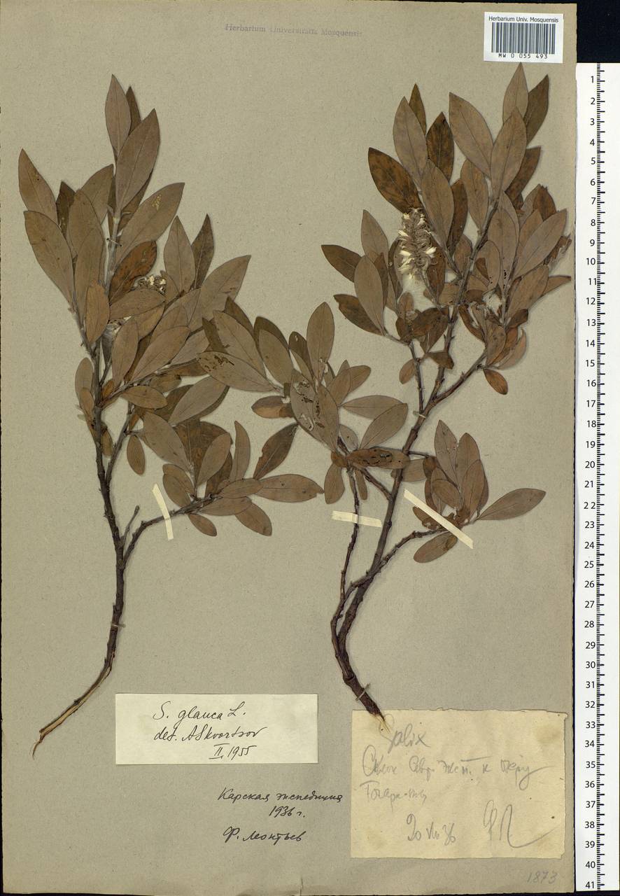 Salix glauca L., Siberia, Western Siberia (S1) (Russia)