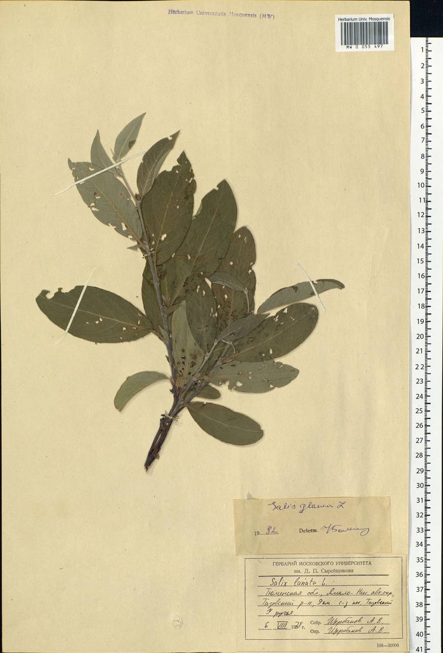 Salix glauca L., Siberia, Western Siberia (S1) (Russia)