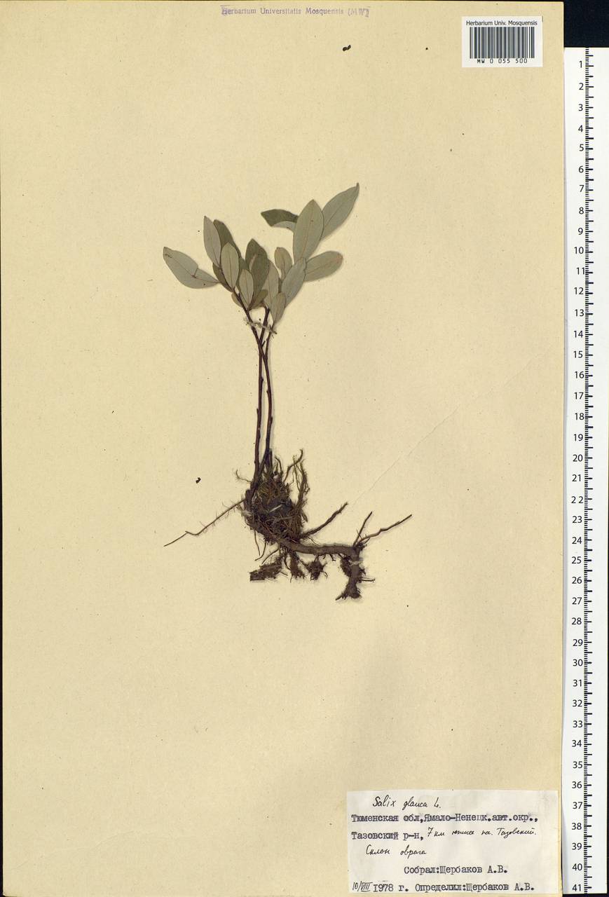 Salix glauca L., Siberia, Western Siberia (S1) (Russia)
