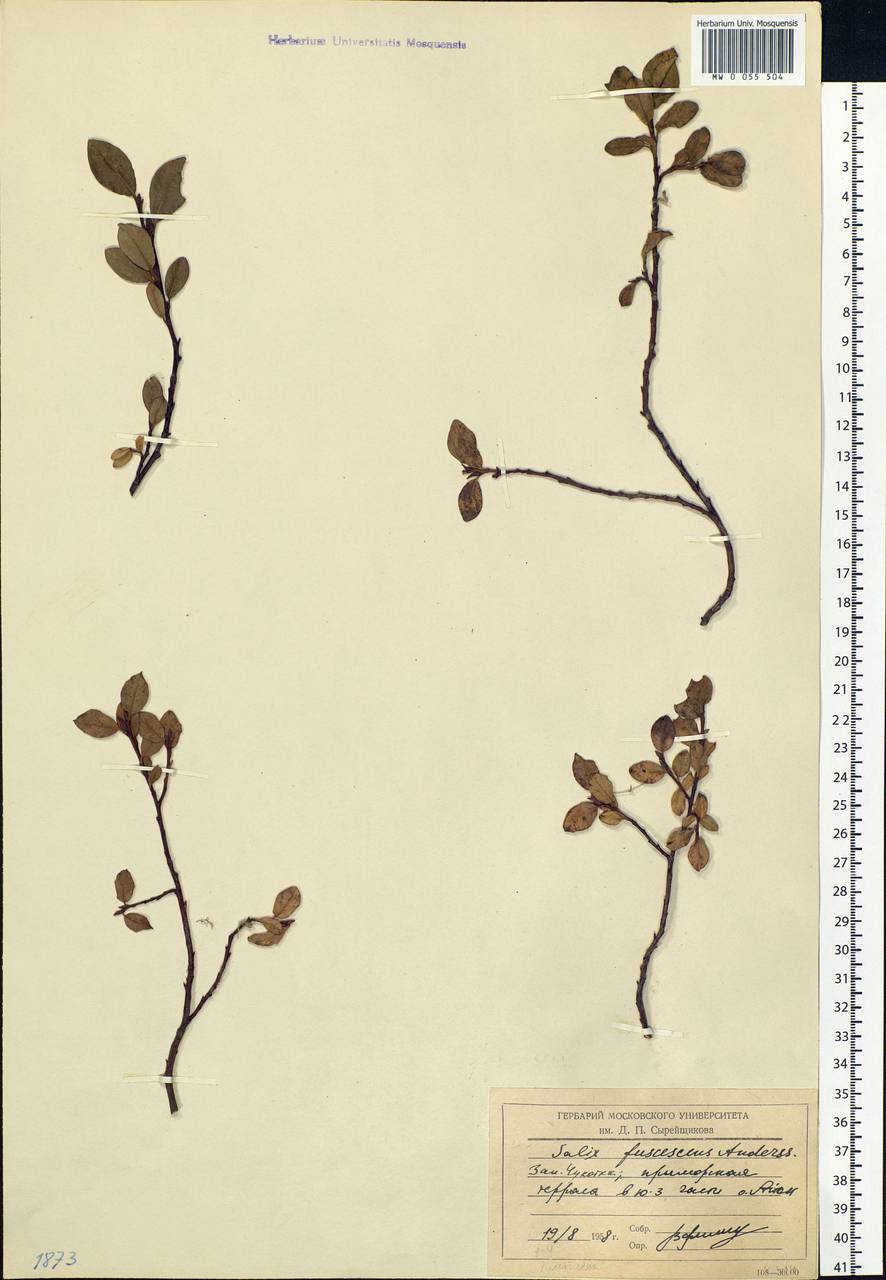 Salix fuscescens Andersson, Siberia, Chukotka & Kamchatka (S7) (Russia)