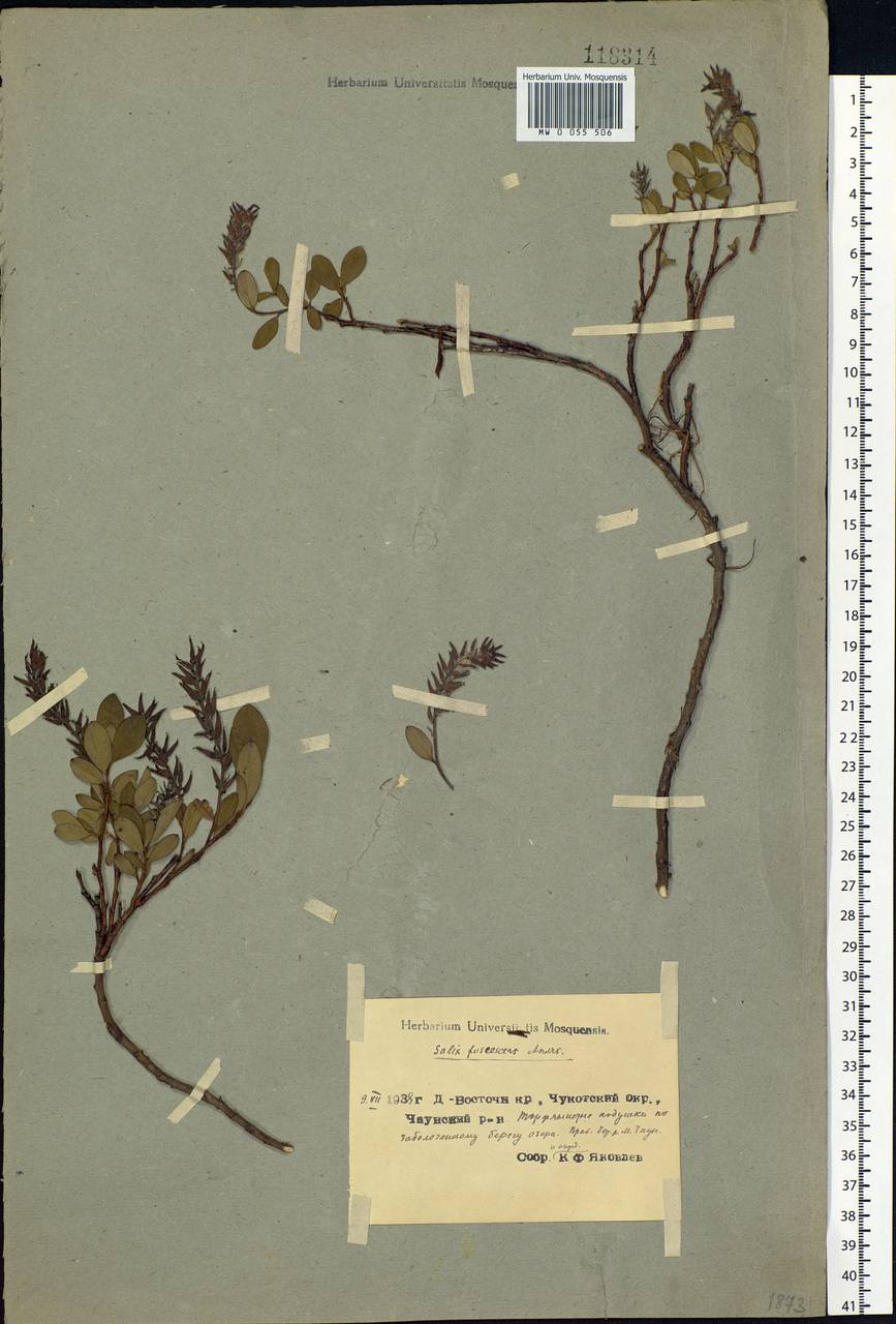 Salix fuscescens Andersson, Siberia, Chukotka & Kamchatka (S7) (Russia)