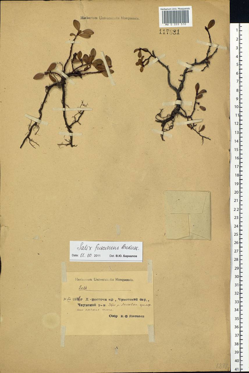 Salix fuscescens Andersson, Siberia, Chukotka & Kamchatka (S7) (Russia)