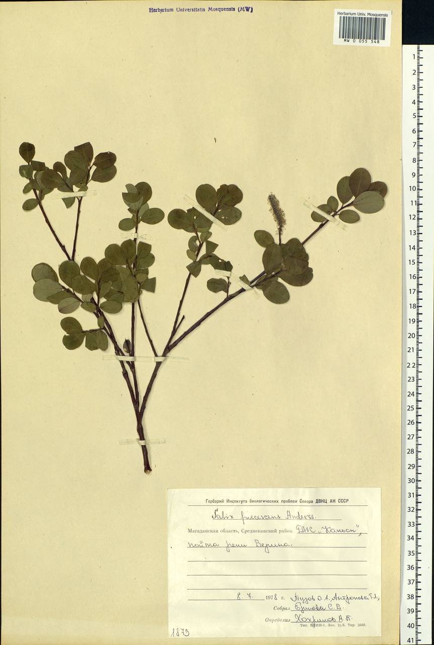 Salix fuscescens Andersson, Siberia, Chukotka & Kamchatka (S7) (Russia)