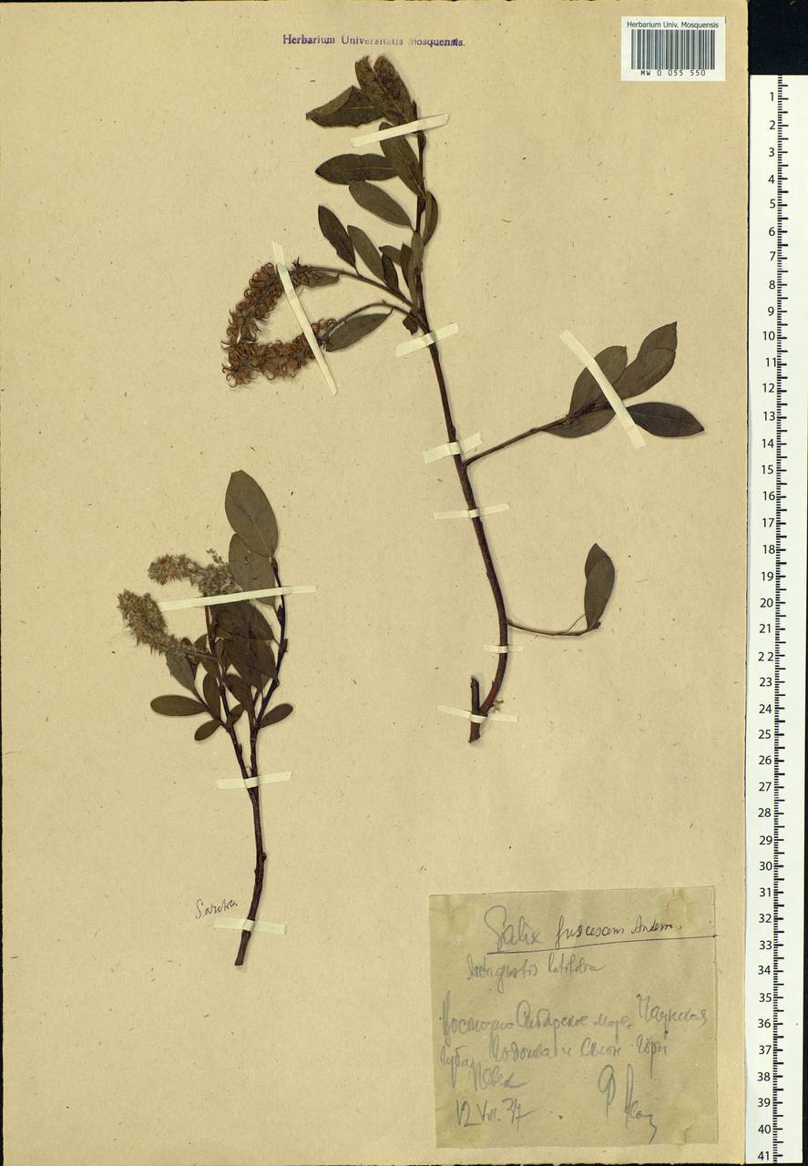 Salix fuscescens Andersson, Siberia, Chukotka & Kamchatka (S7) (Russia)