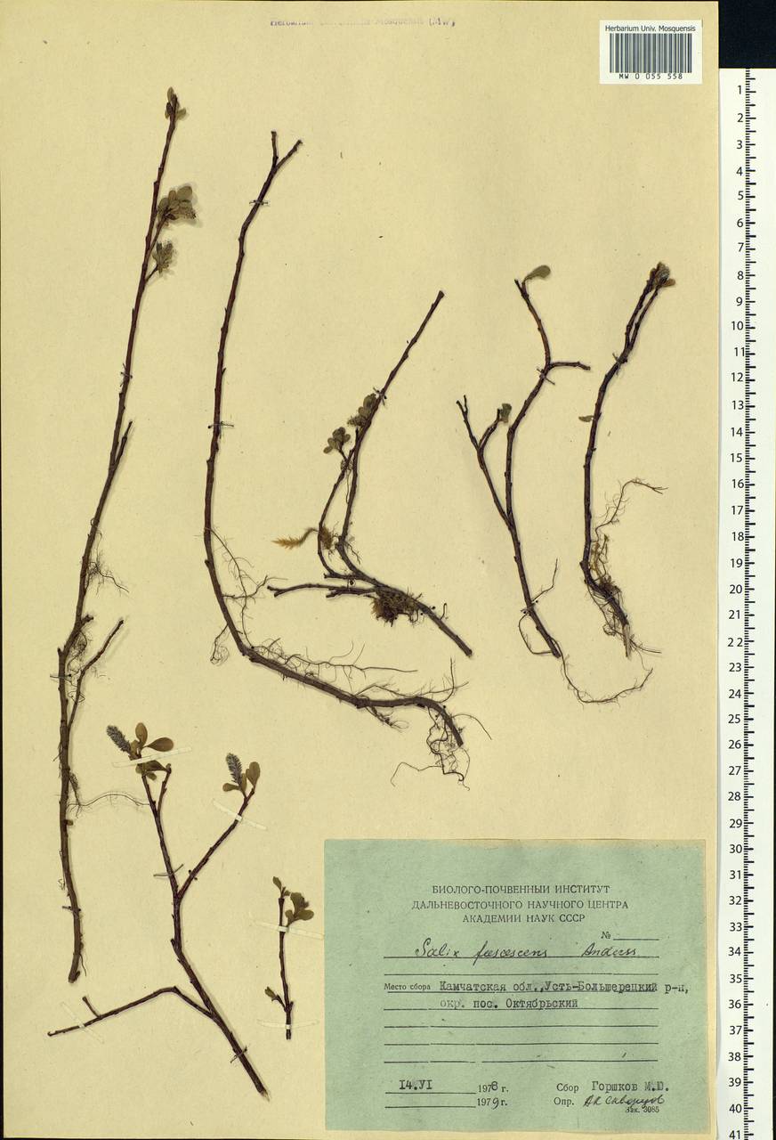 Salix fuscescens Andersson, Siberia, Chukotka & Kamchatka (S7) (Russia)