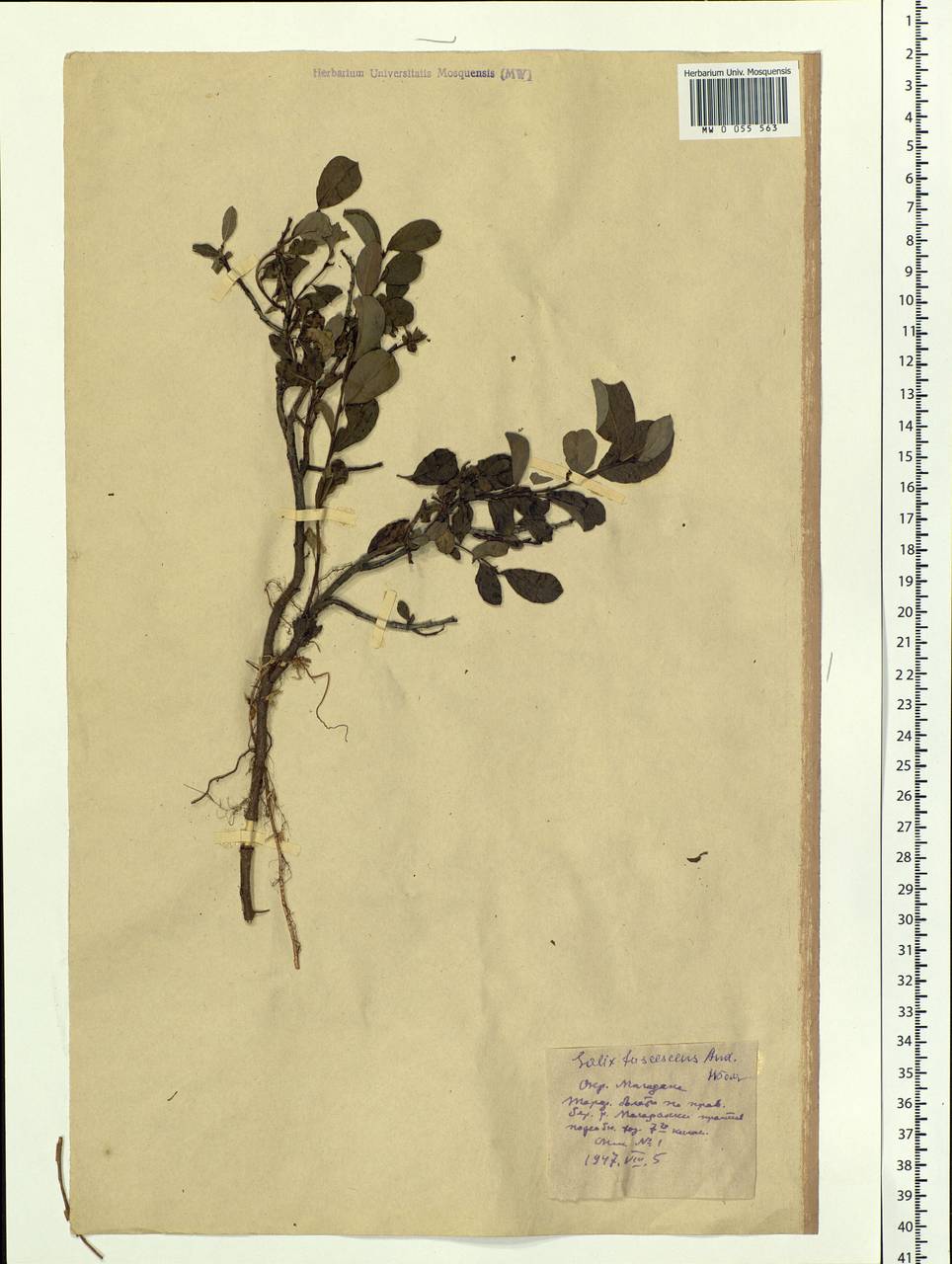 Salix fuscescens Andersson, Siberia, Chukotka & Kamchatka (S7) (Russia)