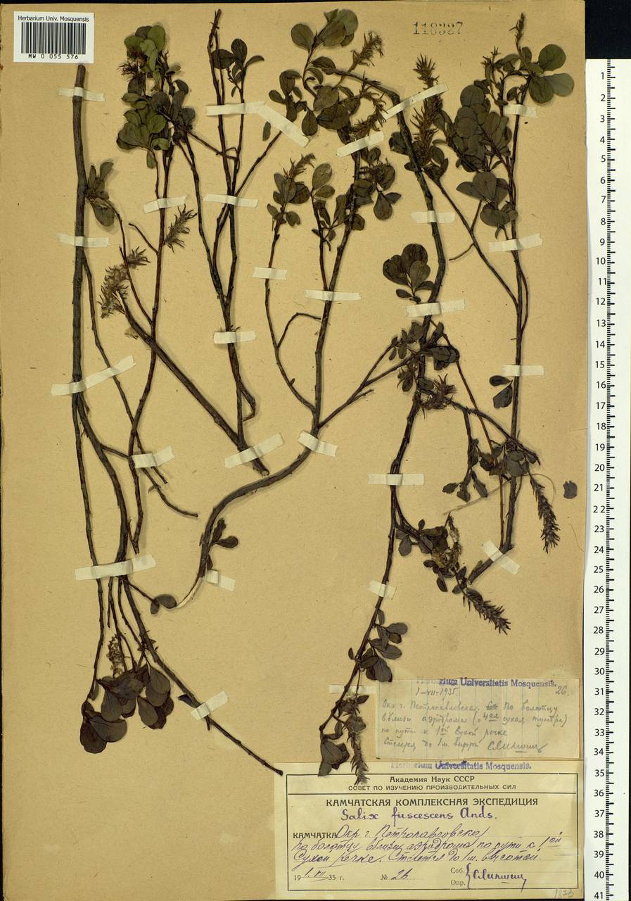 Salix fuscescens Andersson, Siberia, Chukotka & Kamchatka (S7) (Russia)