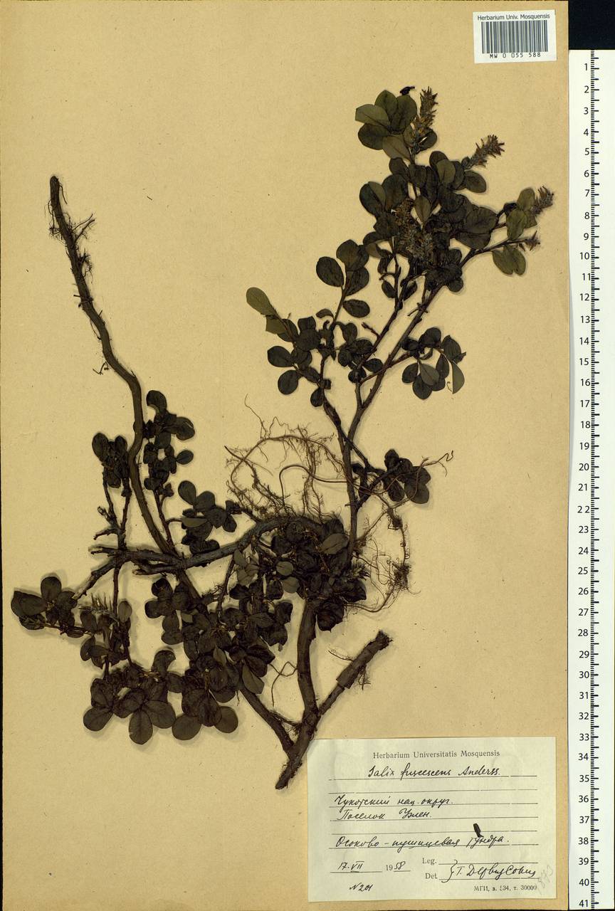 Salix fuscescens Andersson, Siberia, Chukotka & Kamchatka (S7) (Russia)