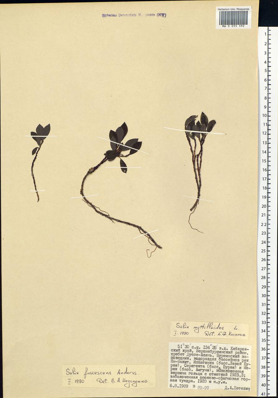 Salix fuscescens Andersson, Siberia, Russian Far East (S6) (Russia)