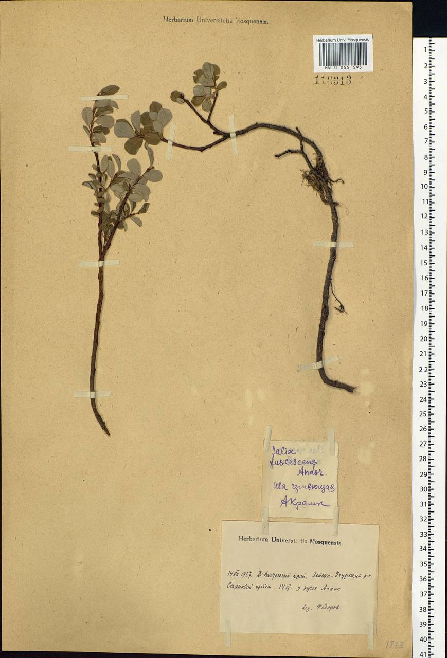 Salix fuscescens Andersson, Siberia, Russian Far East (S6) (Russia)