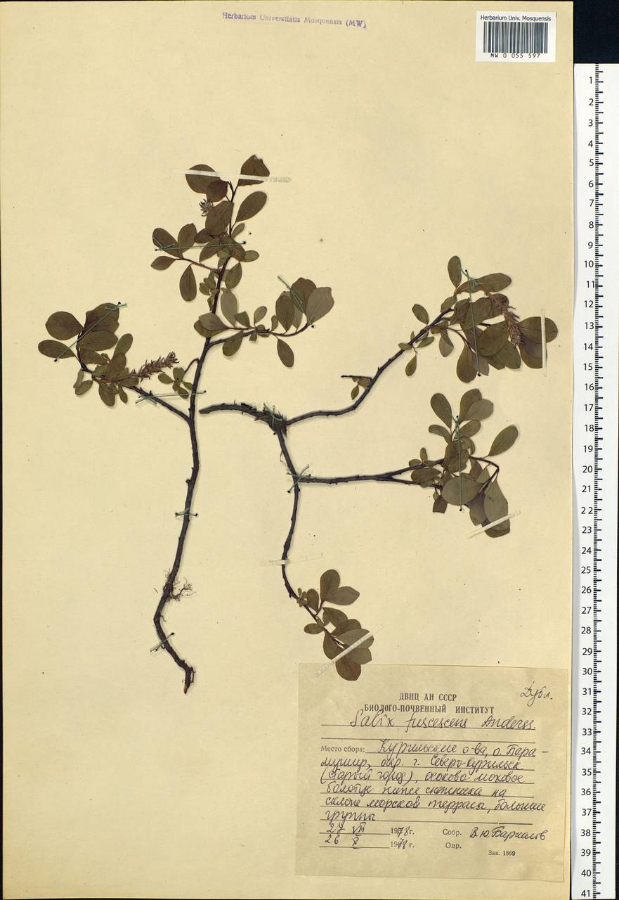 Salix fuscescens Andersson, Siberia, Russian Far East (S6) (Russia)