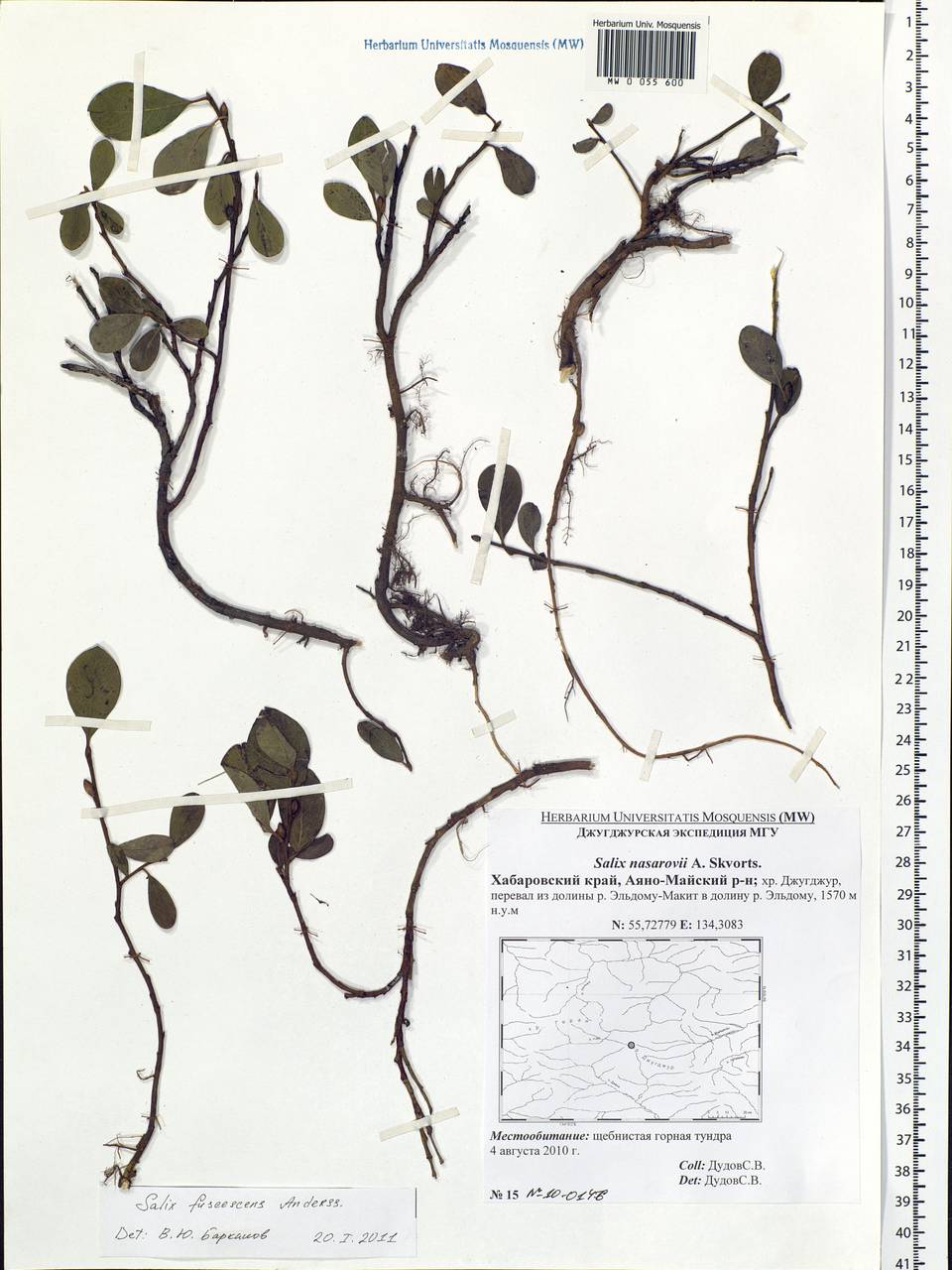 Salix fuscescens Andersson, Siberia, Russian Far East (S6) (Russia)