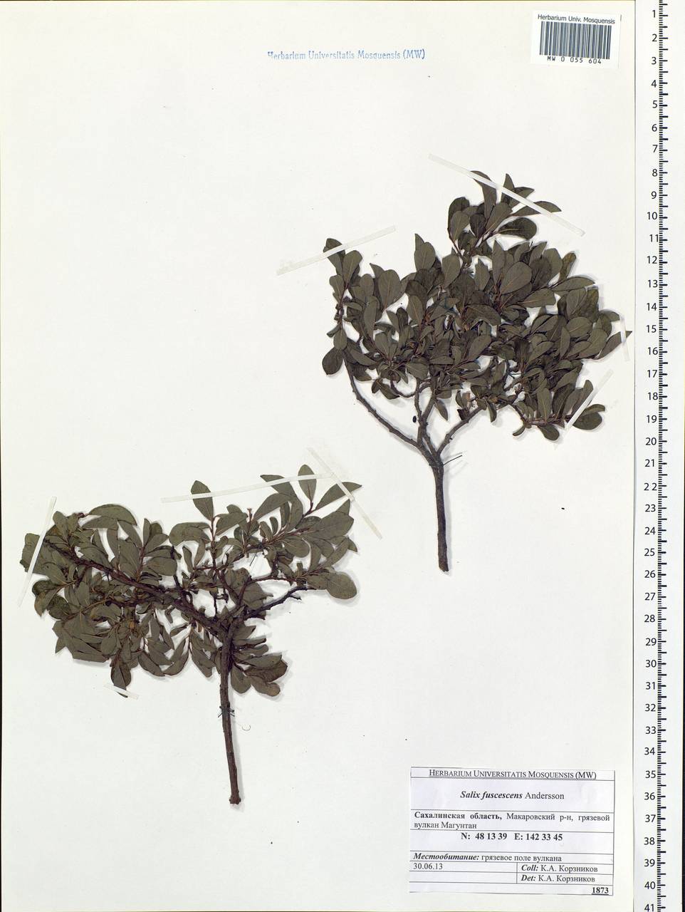 Salix fuscescens Andersson, Siberia, Russian Far East (S6) (Russia)