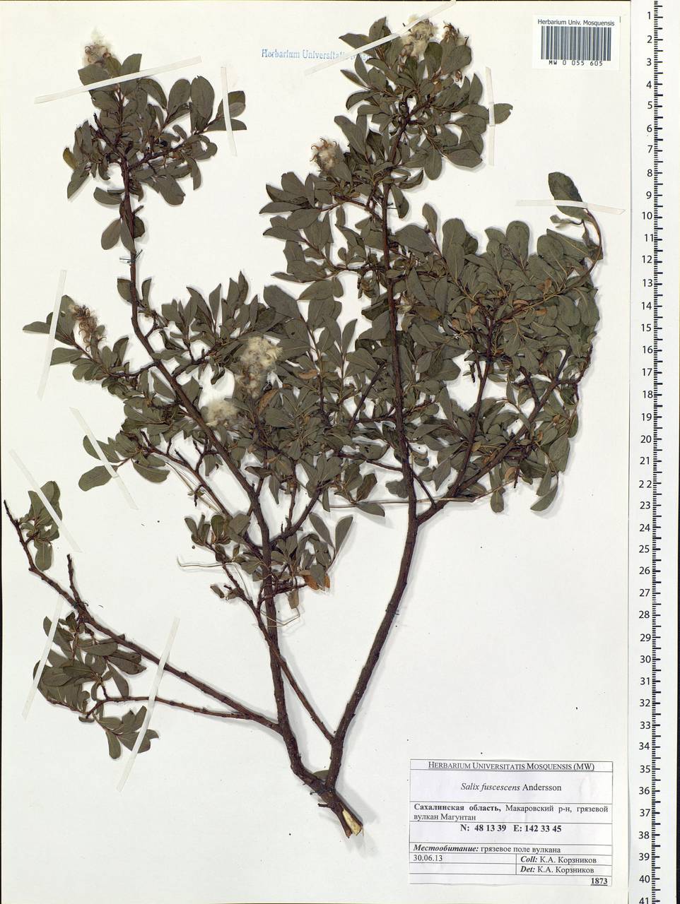 Salix fuscescens Andersson, Siberia, Russian Far East (S6) (Russia)