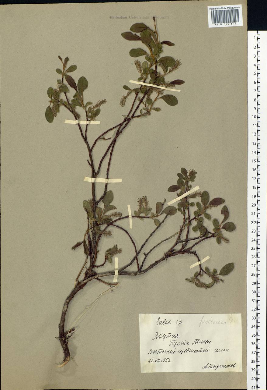 Salix fuscescens Andersson, Siberia, Yakutia (S5) (Russia)