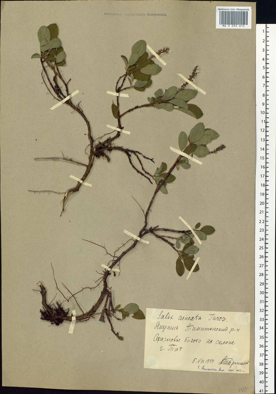 Salix fuscescens Andersson, Siberia, Yakutia (S5) (Russia)