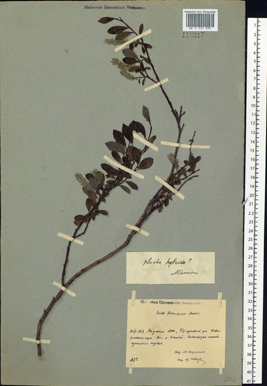 Salix fuscescens Andersson, Siberia, Yakutia (S5) (Russia)