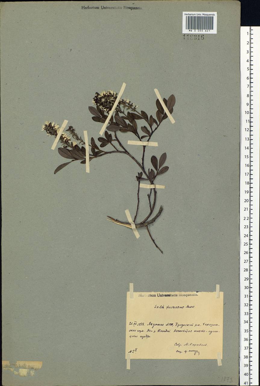 Salix fuscescens Andersson, Siberia, Yakutia (S5) (Russia)