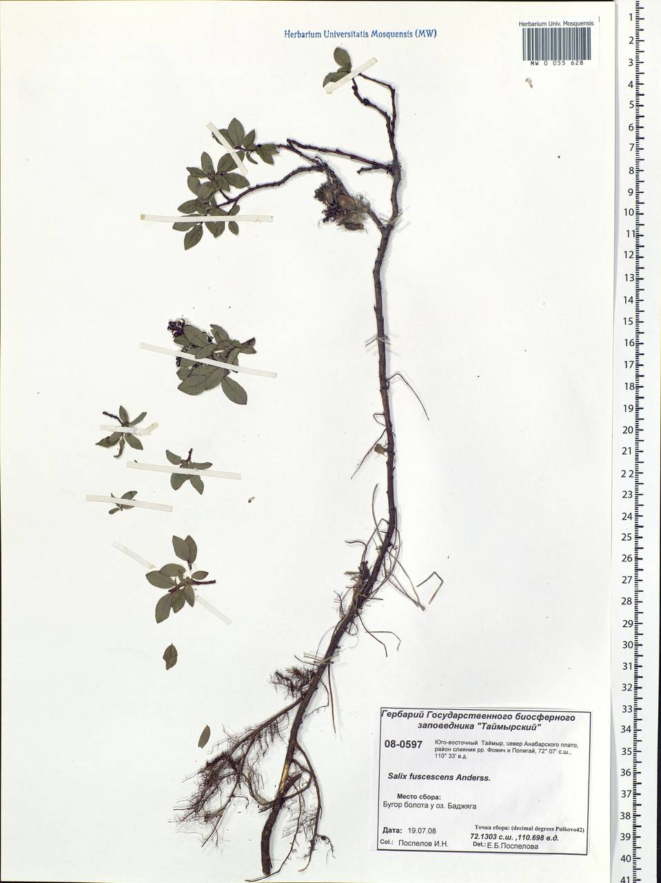 Salix fuscescens Andersson, Siberia, Central Siberia (S3) (Russia)
