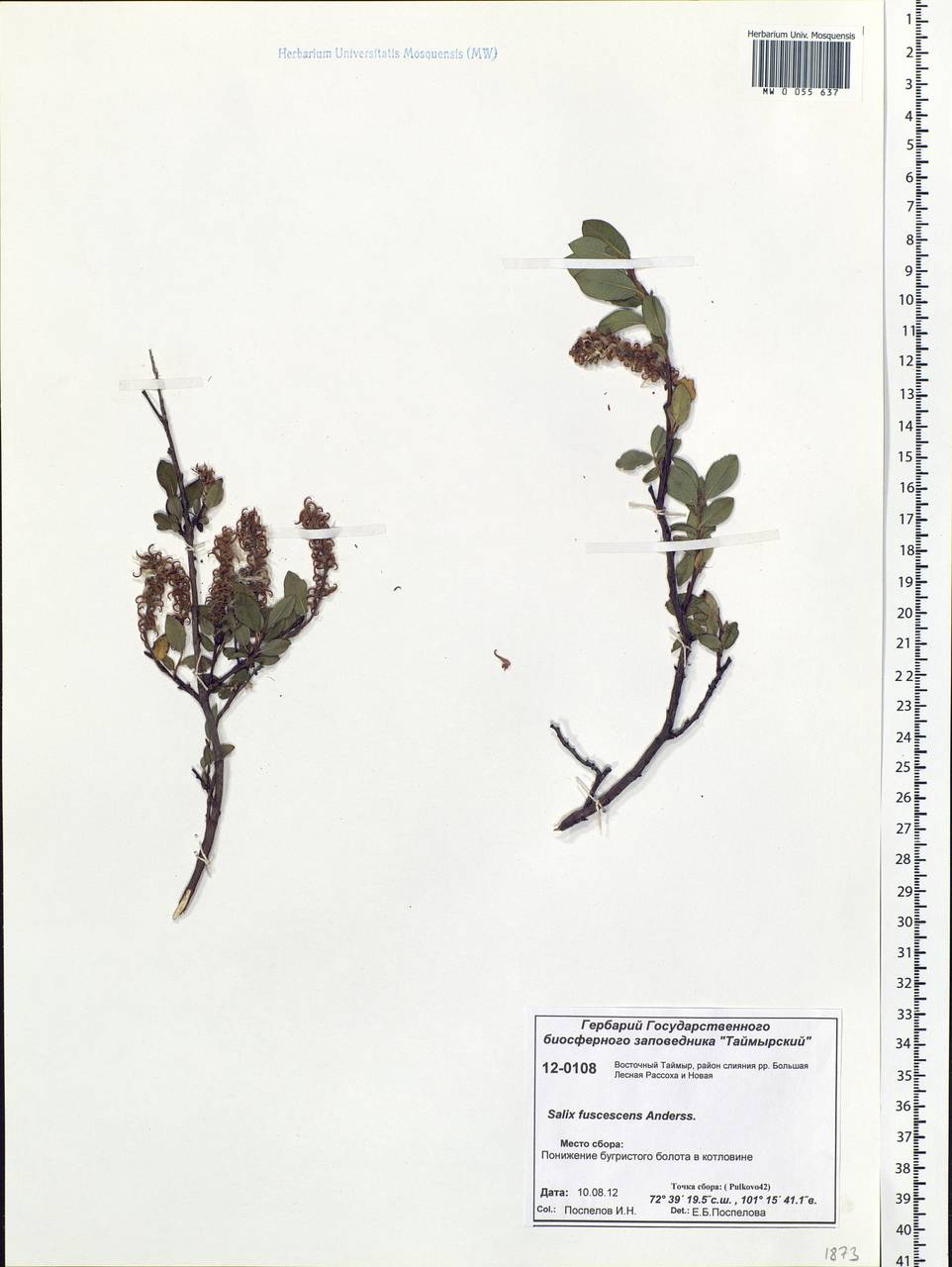 Salix fuscescens Andersson, Siberia, Central Siberia (S3) (Russia)