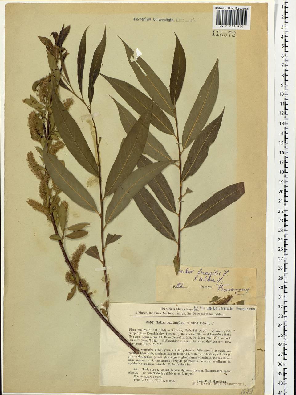 Salix fragilis L., Siberia, Western Siberia (S1) (Russia)