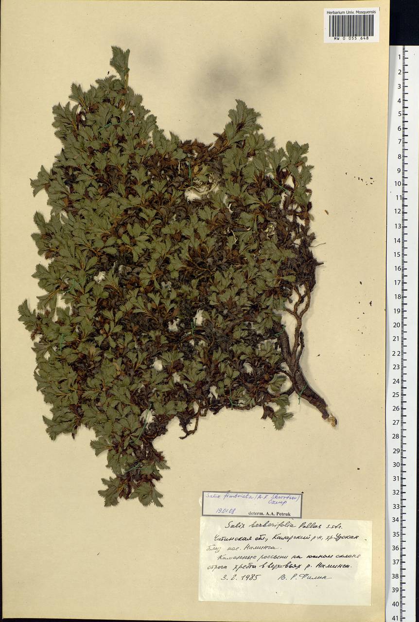 Salix berberifolia subsp. fimbriata A. K. Skvortsov, Siberia, Baikal & Transbaikal region (S4) (Russia)
