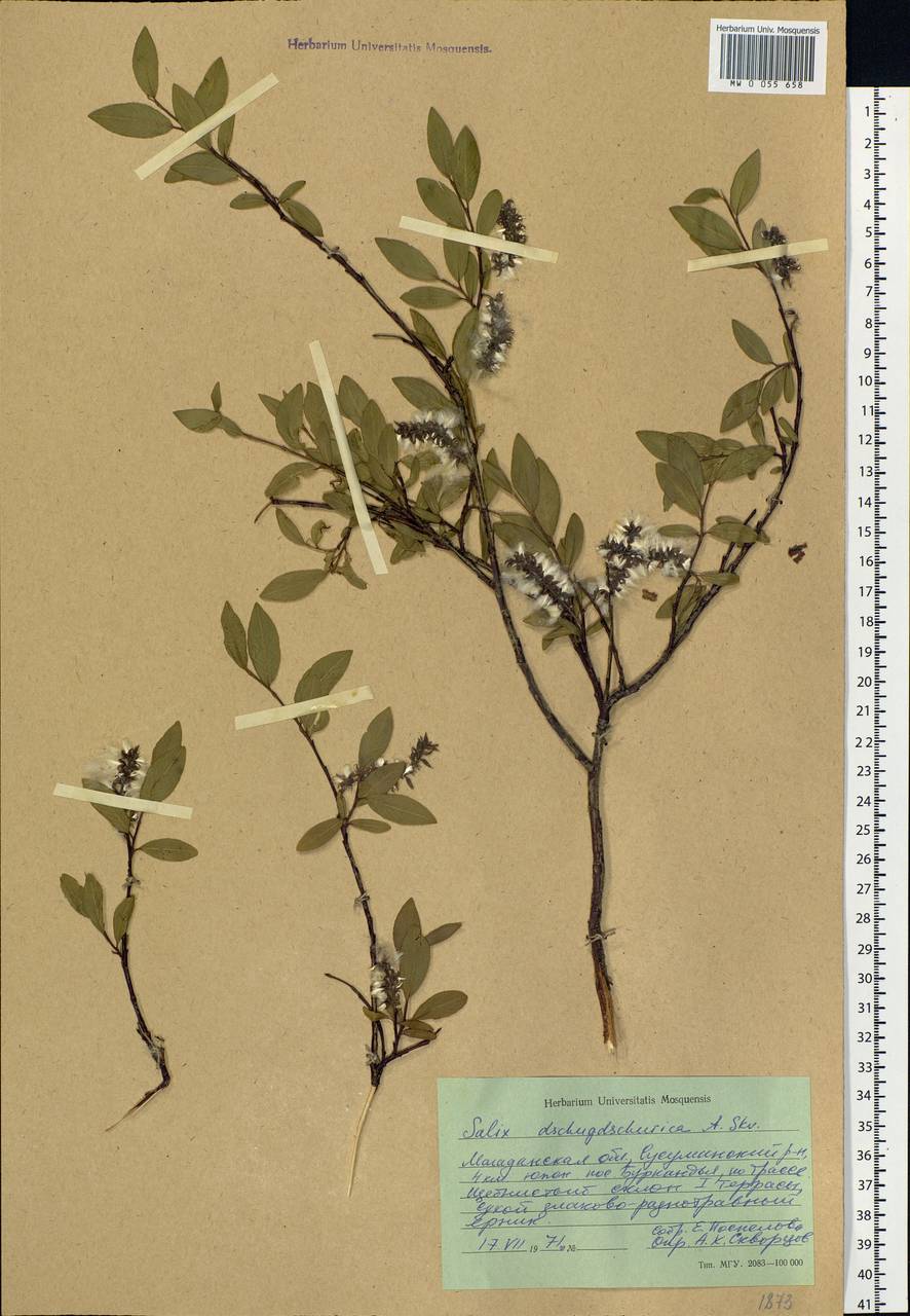 Salix dshugdshurica A. Skvortr., Siberia, Chukotka & Kamchatka (S7) (Russia)