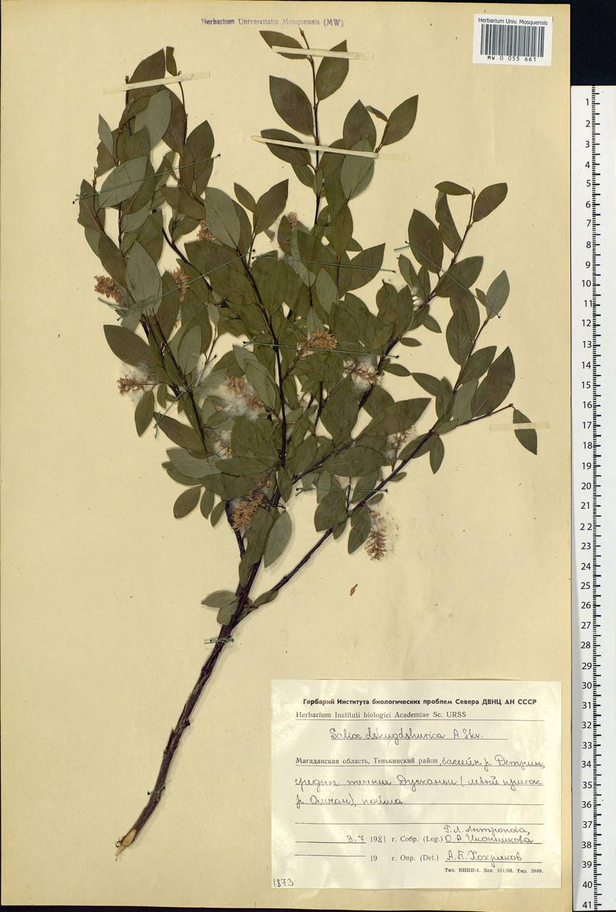 Salix dshugdshurica A. Skvortr., Siberia, Chukotka & Kamchatka (S7) (Russia)