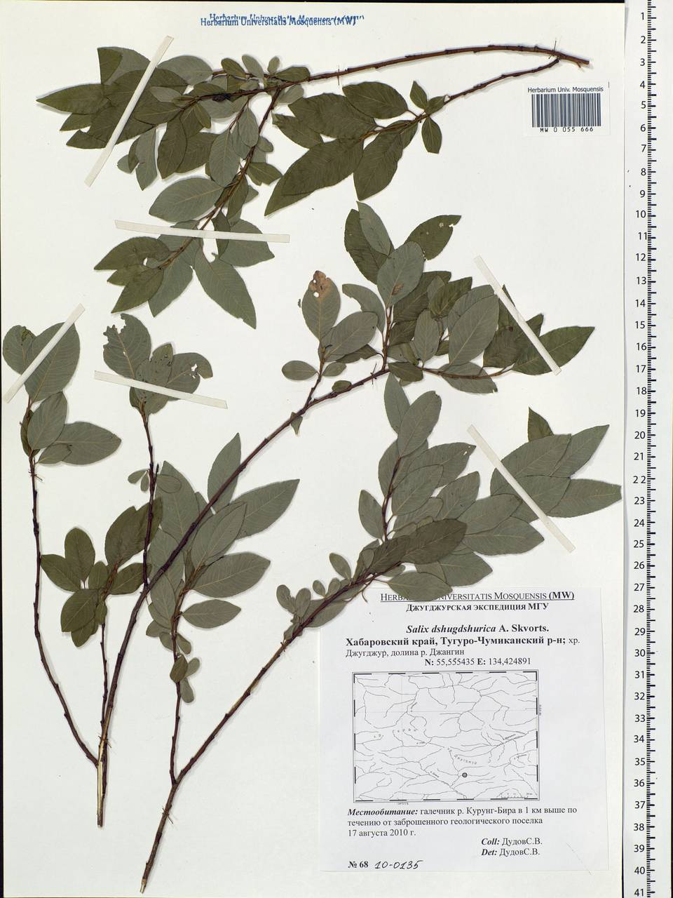 Salix dshugdshurica A. Skvortr., Siberia, Russian Far East (S6) (Russia)