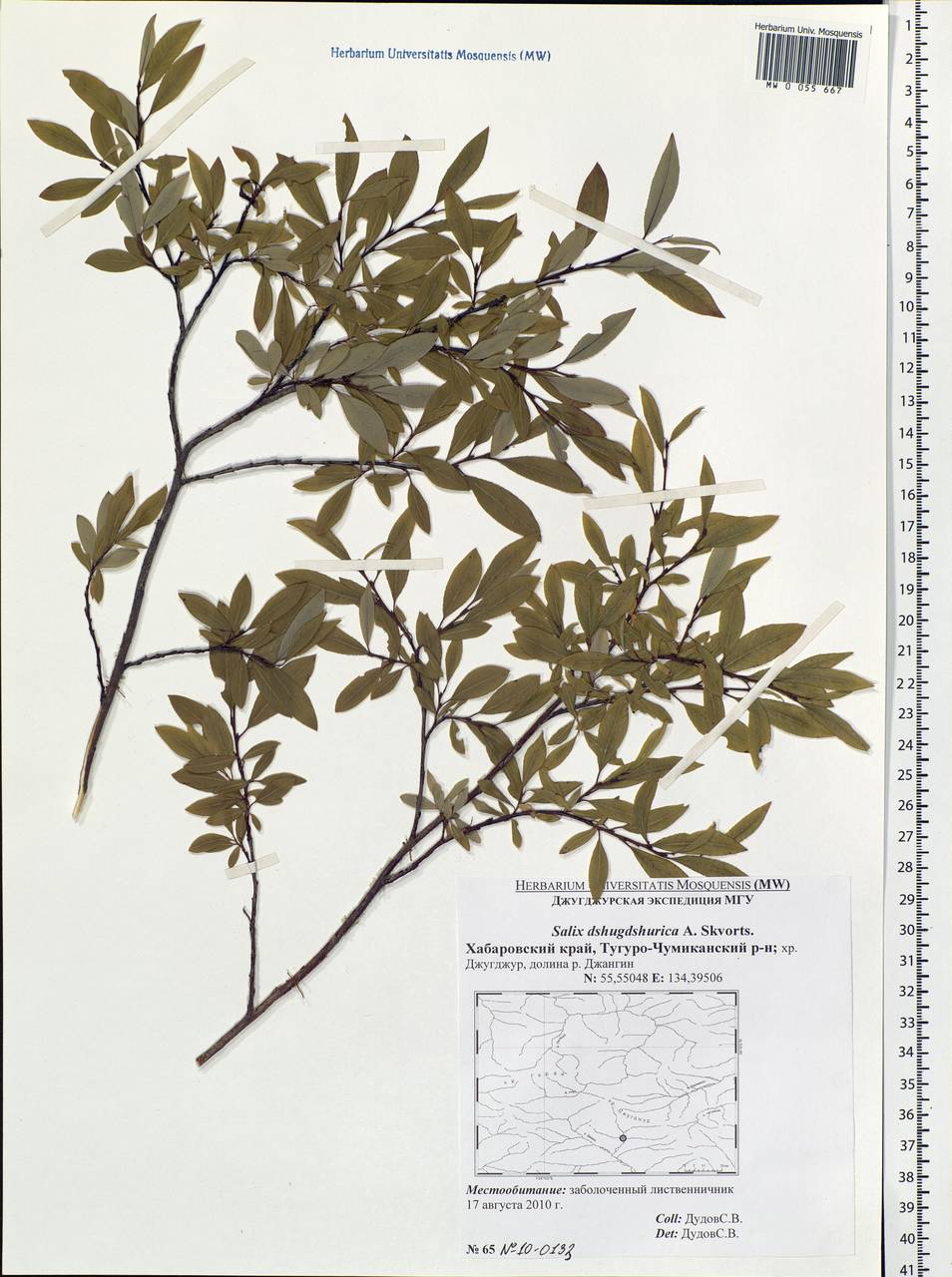 Salix dshugdshurica A. Skvortr., Siberia, Russian Far East (S6) (Russia)