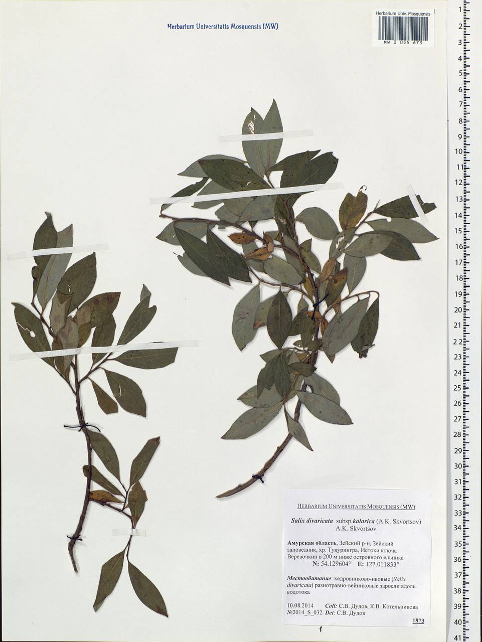 Salix divaricata Pall., Siberia, Russian Far East (S6) (Russia)