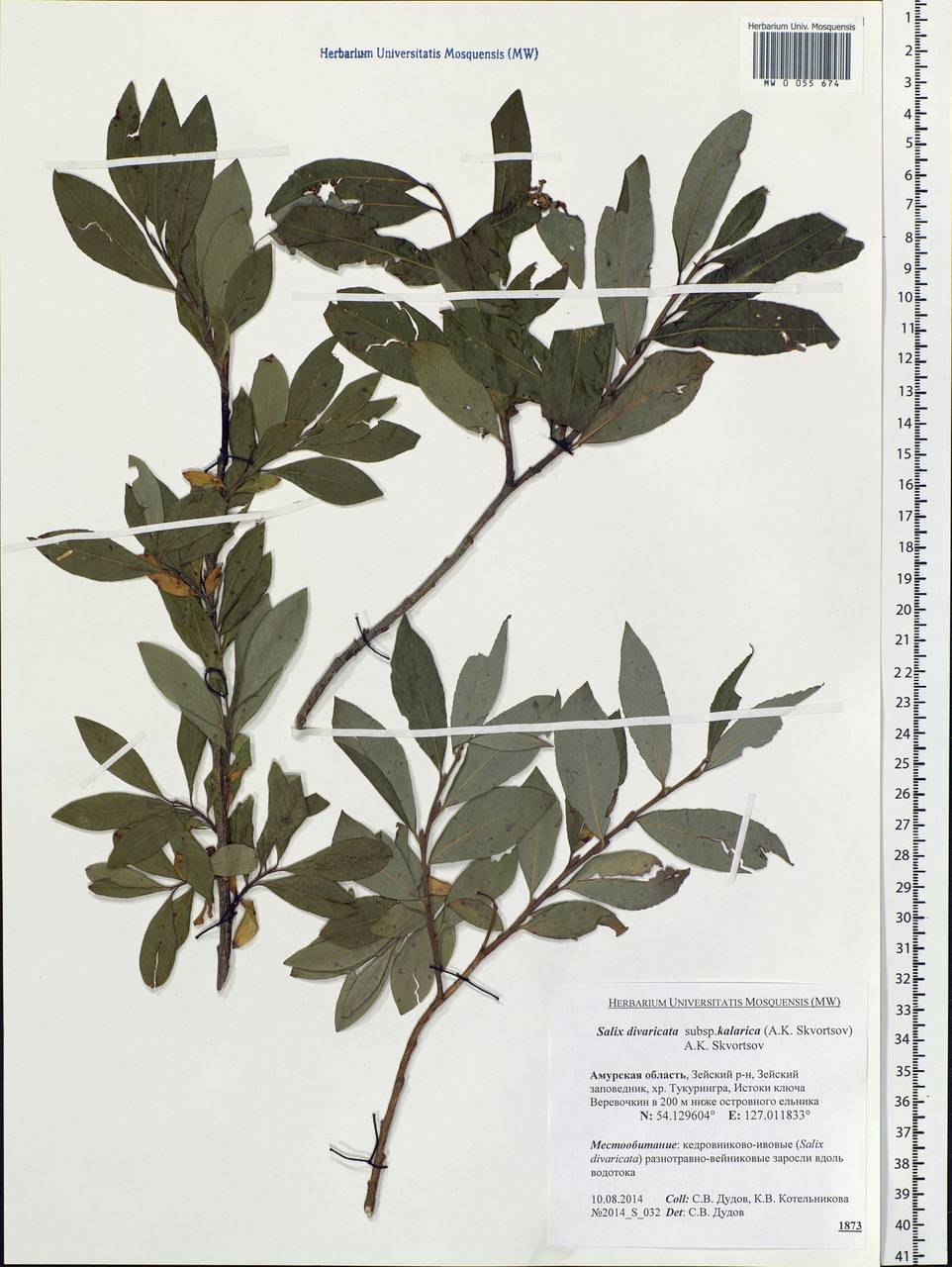 Salix divaricata Pall., Siberia, Russian Far East (S6) (Russia)