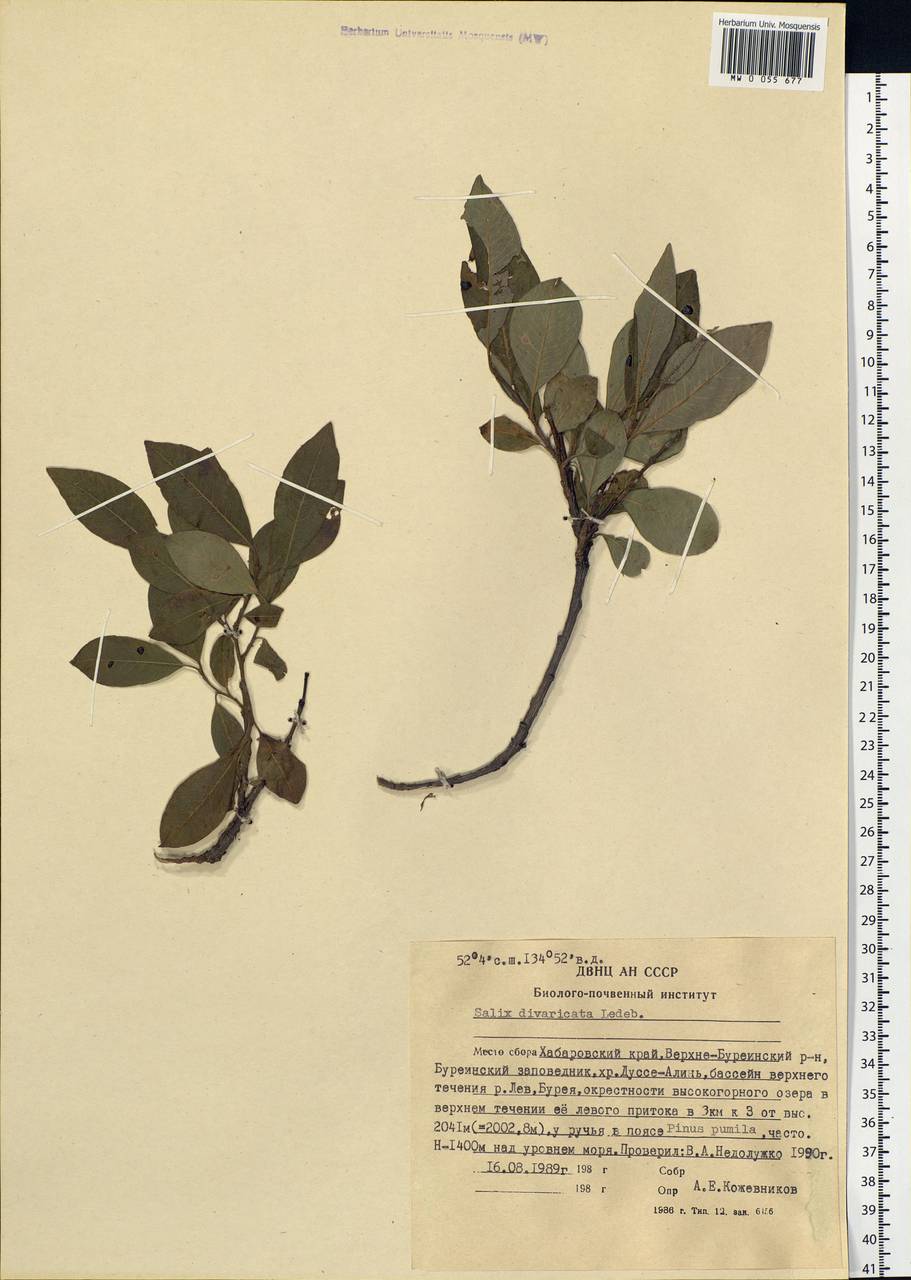 Salix divaricata Pall., Siberia, Russian Far East (S6) (Russia)