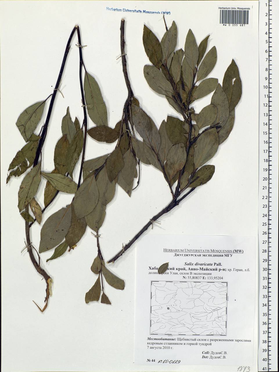 Salix divaricata Pall., Siberia, Russian Far East (S6) (Russia)
