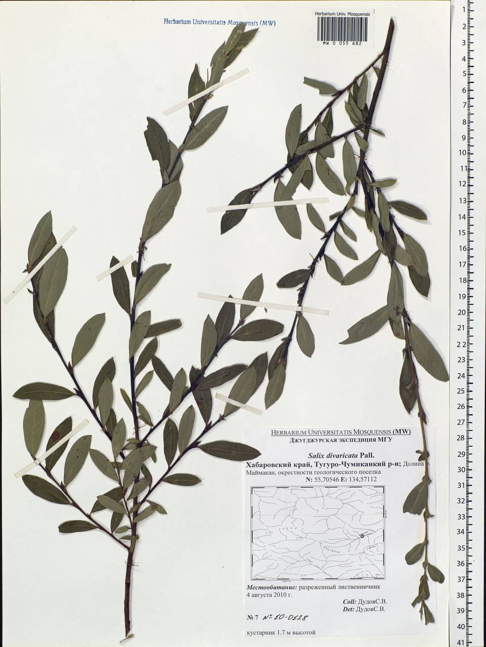 Salix divaricata Pall., Siberia, Russian Far East (S6) (Russia)