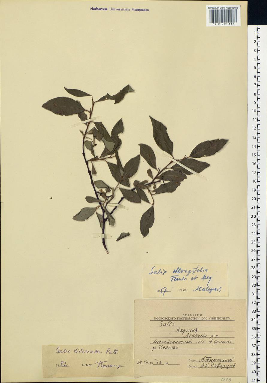 Salix divaricata Pall., Siberia, Yakutia (S5) (Russia)