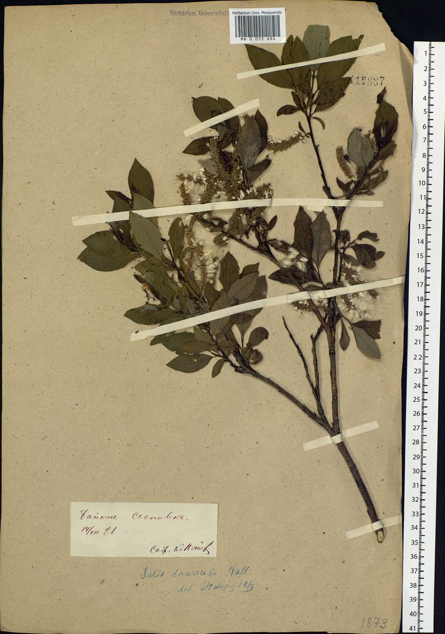Salix divaricata Pall., Siberia, Baikal & Transbaikal region (S4) (Russia)