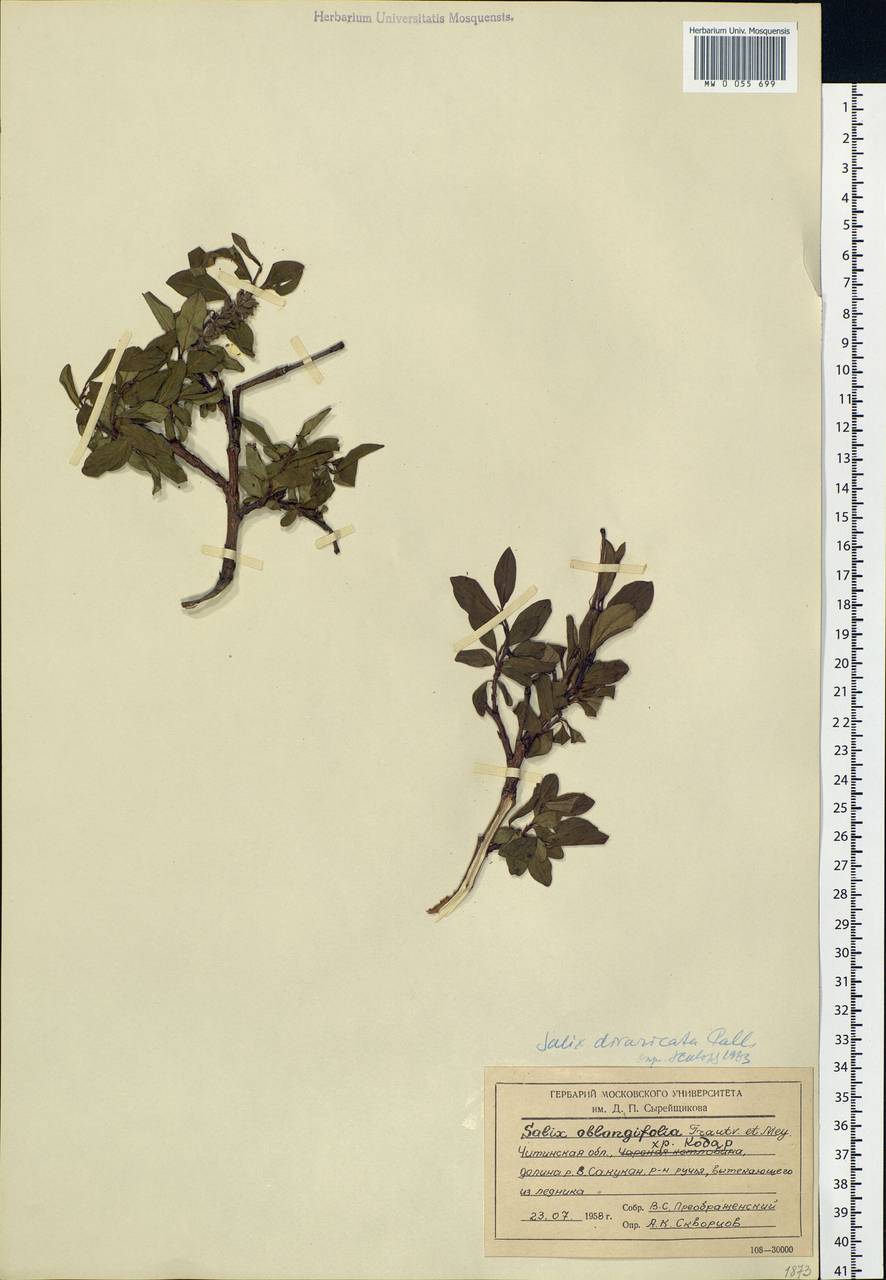 Salix divaricata Pall., Siberia, Baikal & Transbaikal region (S4) (Russia)