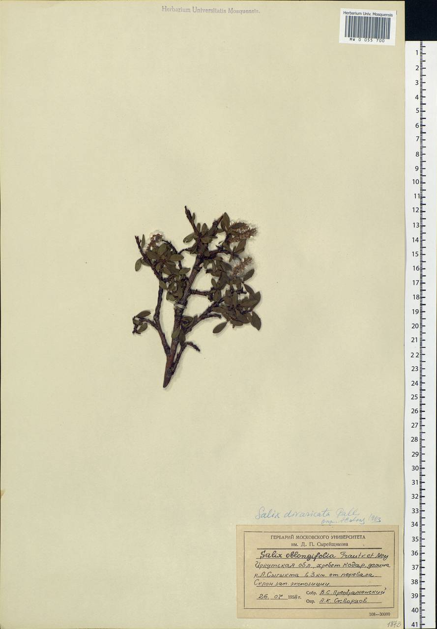 Salix divaricata Pall., Siberia, Baikal & Transbaikal region (S4) (Russia)