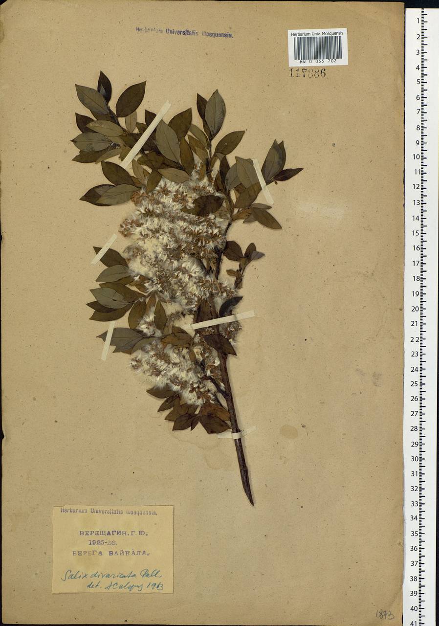Salix divaricata Pall., Siberia, Baikal & Transbaikal region (S4) (Russia)
