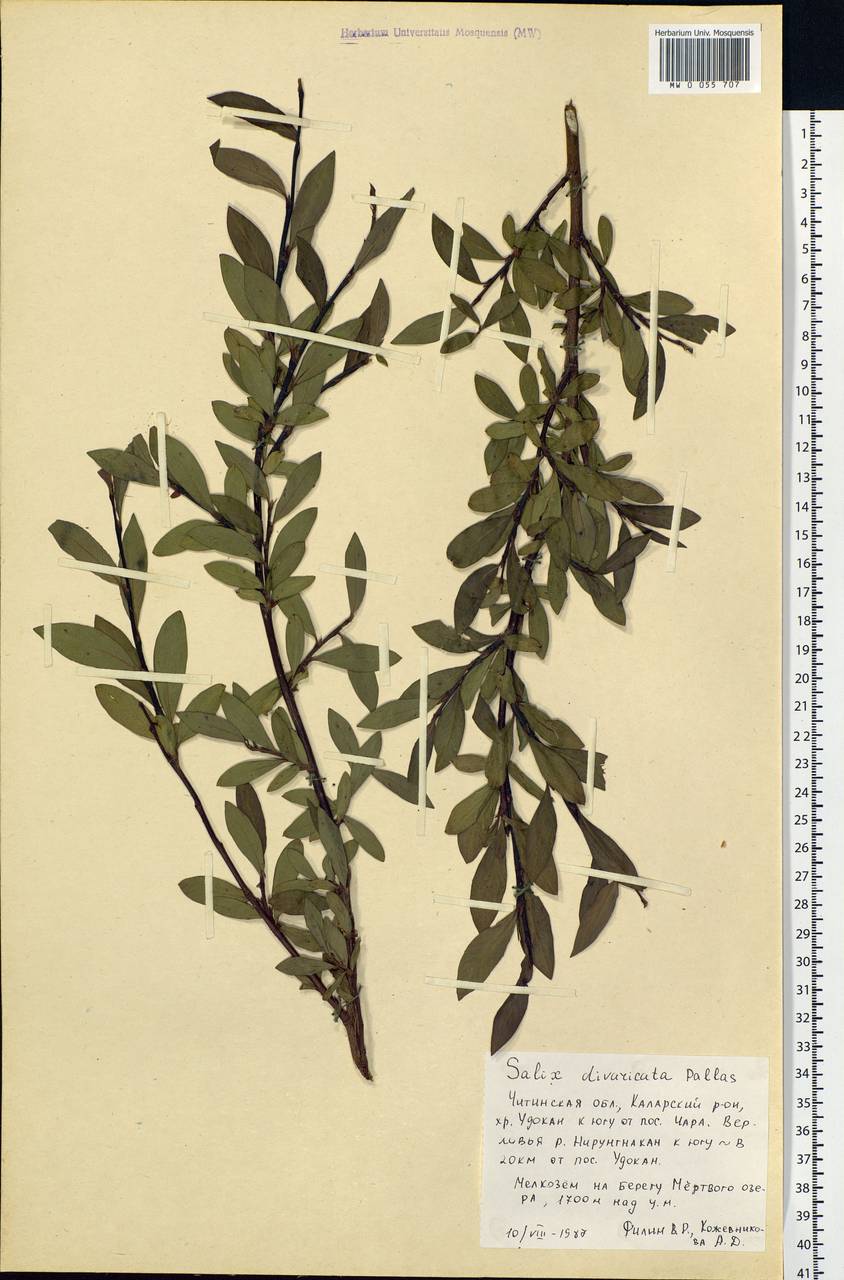 Salix divaricata Pall., Siberia, Baikal & Transbaikal region (S4) (Russia)