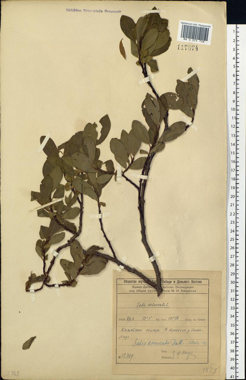 Salix divaricata Pall., Siberia, Baikal & Transbaikal region (S4) (Russia)