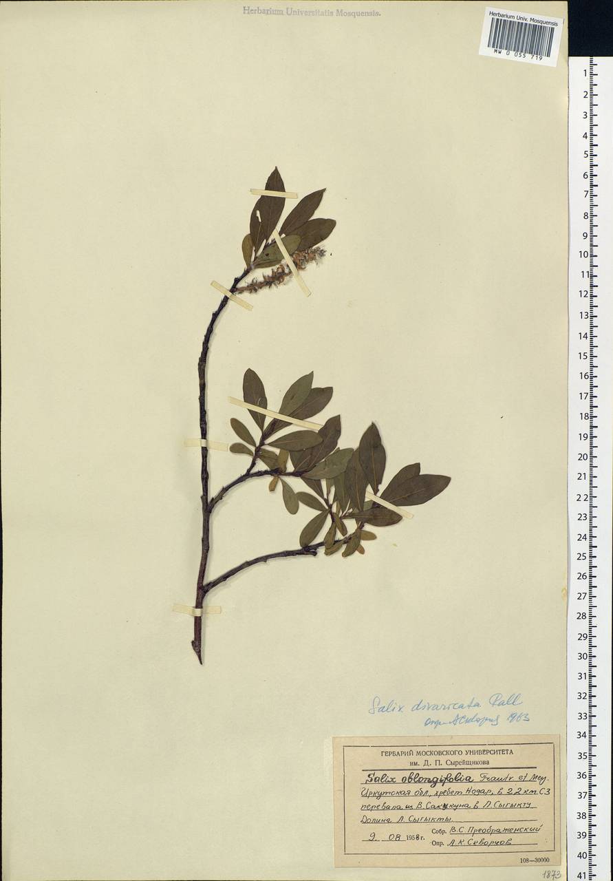 Salix divaricata Pall., Siberia, Baikal & Transbaikal region (S4) (Russia)